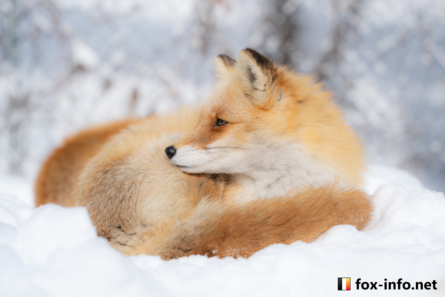 キツネ画像