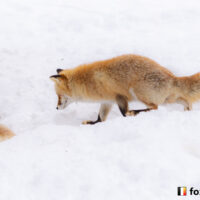 キツネ画像