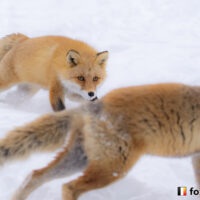 キツネ画像