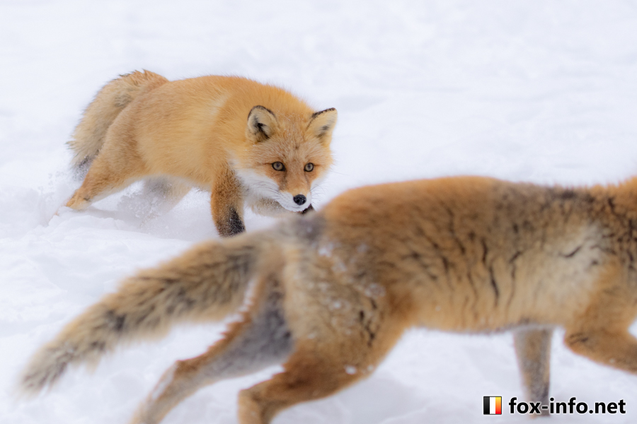 キツネ画像